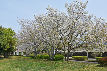 桜と新緑　鹿児島県出水市