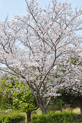 Fototapeta premium 桜と新緑 鹿児島県出水市