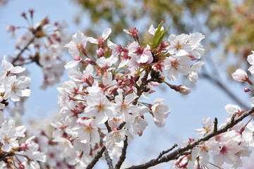 Obraz premium 桜と新緑 鹿児島県出水市