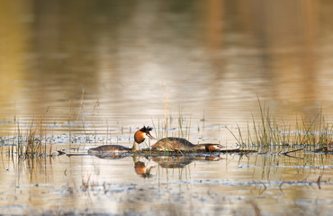 Crested Grebe, Podiceps cristatus, water bird sitting on the nest. Nesting time, on the dark green lake, bird in the nature habitat, Czech Republic. Wildlife scene from nature.