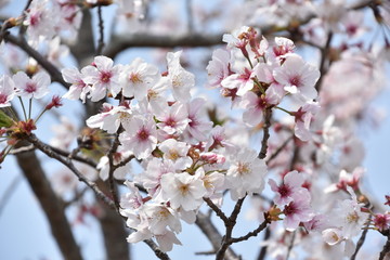 Fototapeta premium 桜と新緑 鹿児島県出水市