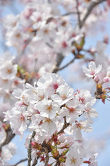 桜と新緑　鹿児島県出水市