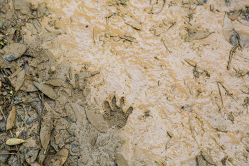 Muddy raccoon prints