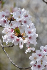 桜と新緑　鹿児島県出水市