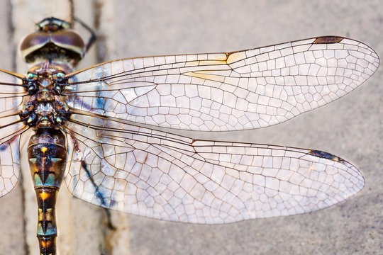 Awesome Dragonfly Close up 