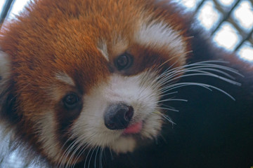 close up of red panda