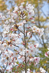 桜と新緑　鹿児島県出水市