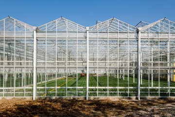 View inside of a modern industrial greenhouse for flowers and plants in the Netherlands