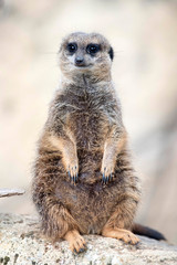 suricate