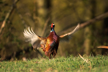 Male common pheasant (Phasianus colchicus) in spring morning light walking in meadow.  Contrast bright colors detailed close up. Czech nature during spring
