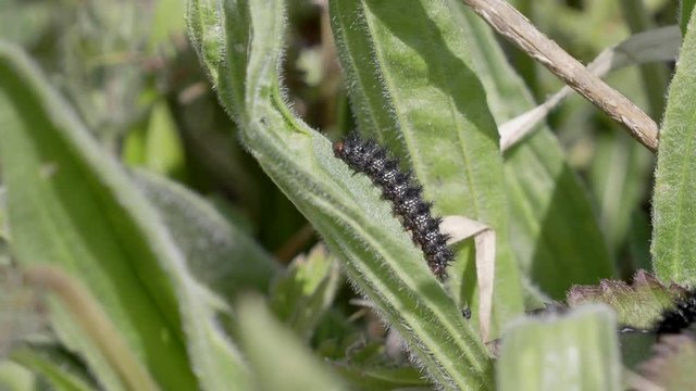 Glanville Fritillary Caterpillars. About 25mm long. 