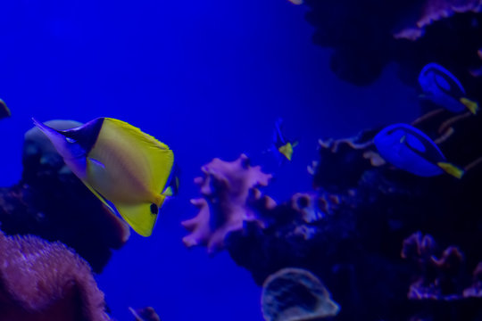 chelmon rostratus fishbase in aquarium