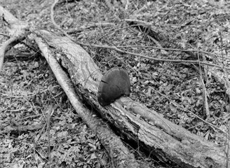 Obraz premium a fallen tree with a mushroom in the forest