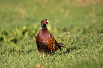 Male common pheasant (Phasianus colchicus) in spring morning light walking in meadow.  Contrast bright colors detailed close up. Czech nature during spring
