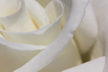 White Rose Flower Petals Abstract Close-up (Rosa jacare)