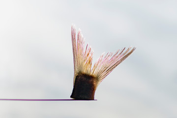 Severed fish tail of freshly frozen herring