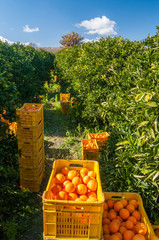 Harvest time. boxes full of just picked tarocco oranges, Sicily