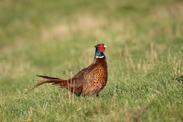 Male common pheasant (Phasianus colchicus) in spring morning light walking in meadow.  Contrast bright colors detailed close up. Czech nature during spring