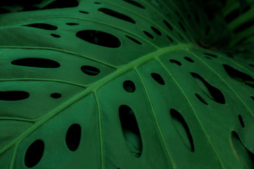 One dark green leaf of Monstera or split-leaf philodendron growing wild, evergreen vine from Colombia. Lush and vibrant tropical plant background.
