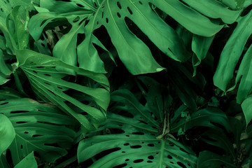 Obraz na płótnie Canvas Dark green leaves of Monstera or split-leaf philodendron growing wild, evergreen vine from Colombia. Lush and vibrant tropical plant background.
