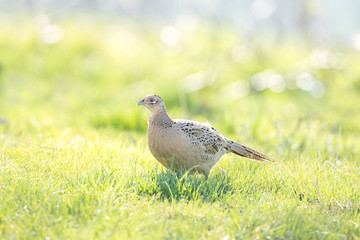 Female common pheasant (Phasianus colchicus) in spring morning light walking in a meadow. Contrast bright colors detailed close up. Czech nature during spring. Pheasant during a spring morning light