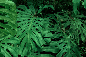 Dark green leaves of Monstera or split-leaf philodendron growing wild, evergreen vine from Colombia. Lush and vibrant tropical plant background.