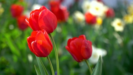 Tulips spring flowers in the garden background