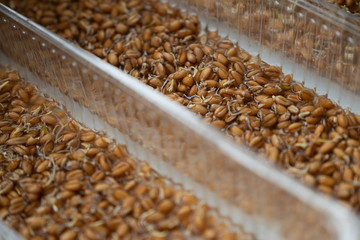 Obraz premium Germinated grains in a transparent box. 
