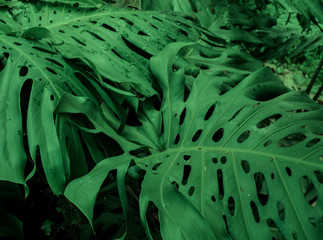 Dark green leaves of Monstera or split-leaf philodendron growing wild, evergreen vine from Colombia. Lush and vibrant tropical plant background. © Stphanie