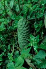 Dark green exotic foliage and flower growing wild in Colombia. Lush and vibrant tropical plant background.