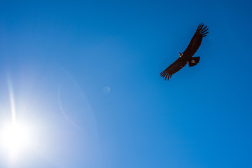condor flying in the sky