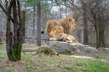 Naklejka premium Lion Brothers 
