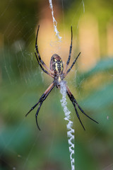 Underside of black and white garden spider hanging on a web.