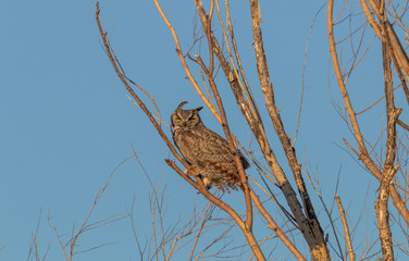 Great Horned Owl Perched in Tree