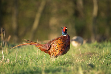 Male common pheasant (Phasianus colchicus) in spring morning light walking in meadow.  Contrast bright colors detailed close up. Czech nature during spring