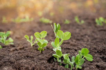 Delicate green shoots of young peas grow in rows in a field in the morning sun. Selective focus.