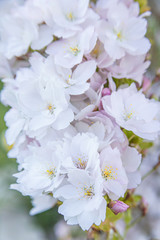 Pink sakura flower, Cherry blossom tree in park.