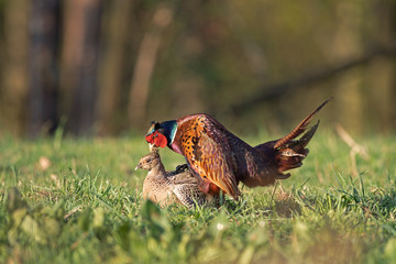 Male common pheasant (Phasianus colchicus) in spring morning light couple in a meadow.  Contrast...