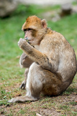 magot macaque de barbarie 