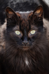 Closeup  full-face portrait of a beautiful black fluffy homeless street cat in backlight.