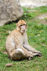 Naklejka na ściany i meble magot macaque de barbarie 