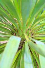 Yucca plant, a perennial shrub. With leaf of pungent rosettes in the shape of a sword.