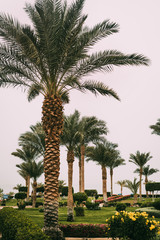 Fototapeta na wymiar Green tall palm trees with design bushes and lawns at the hotel in Sharm el Sheikh, Sinai, Egypt, Asia in summer hot. Landscape overlooking the Red Sea. Holidays at sea with palm trees. Landscaping