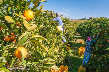 Harvest time: tarocco oranges on tree in a citrus orchard near Catania, Sicily - 342909120