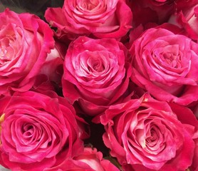 bouquet of pink roses