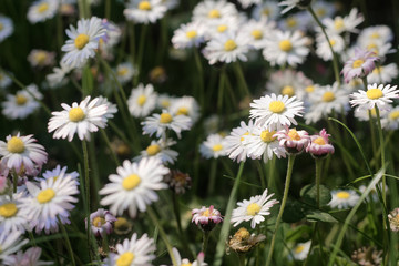Fototapeta premium Close up on white spring daisies growing outdoors