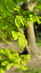 green plant , very nice leafs