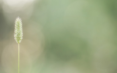 Naklejka premium Summer natural background with grass stalk. Nature photo for wallpaper