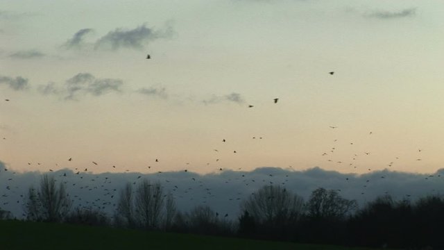 Crows flying in a field in the sunset of England UK