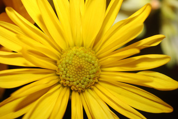 Bright Blooming Yellow Spring Flower